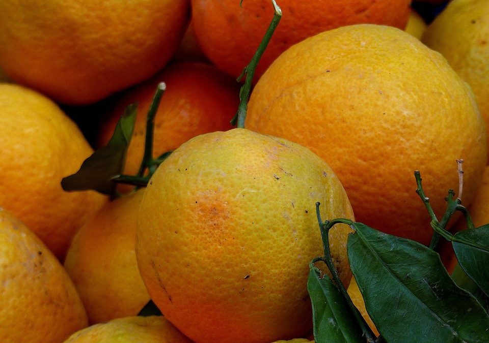 Les oranges sont là !