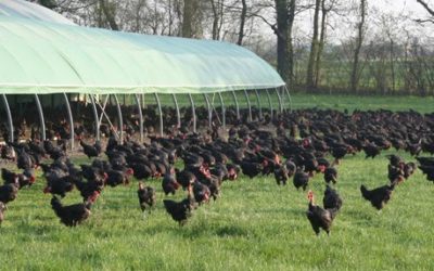 Commandez vos poulets Marsillons jusqu&rsquo;au 28 mars !