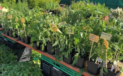 Marché aux plantons du samedi 18 avril et commandes hebdomadaires