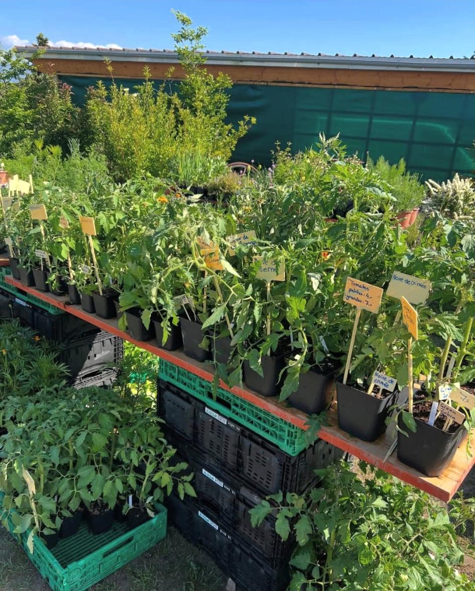 PlantonsFermeFondEtang